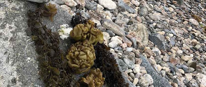 執山小隊---鶴嘴記錄